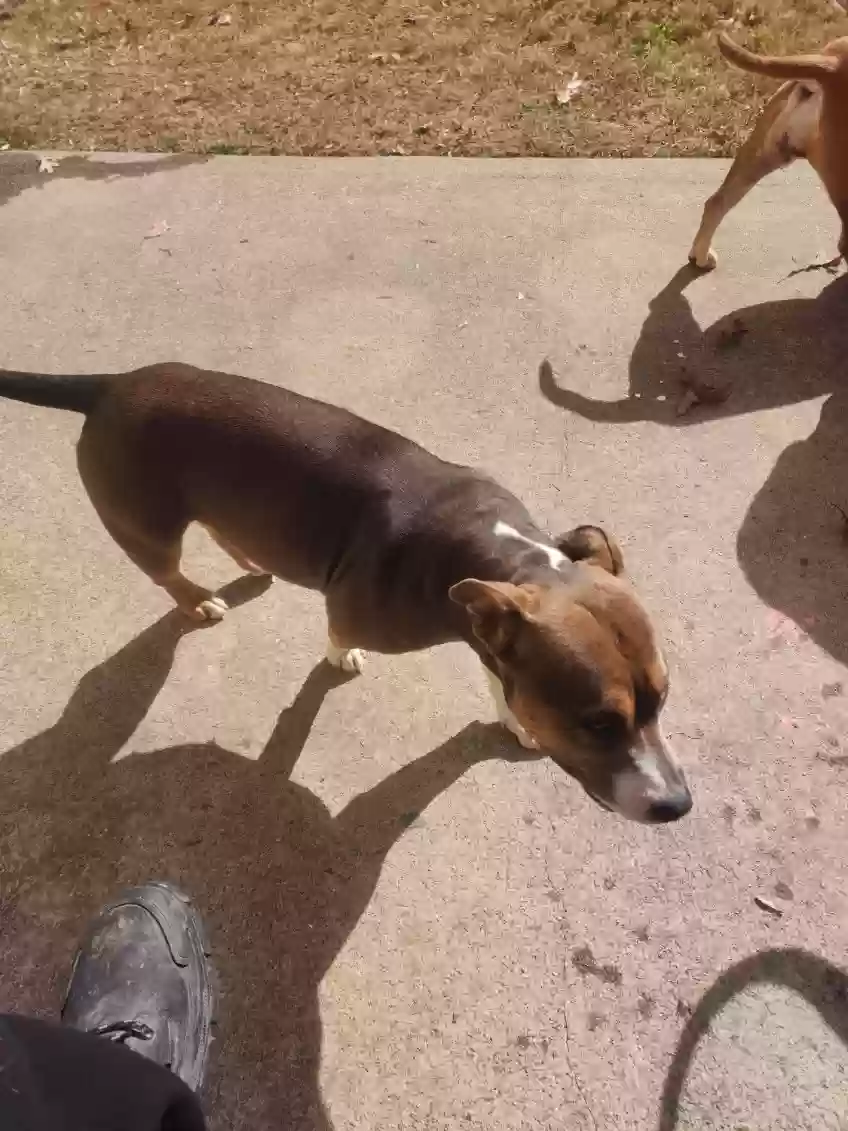 adoptable Dog in Snellville,GA named Melody
